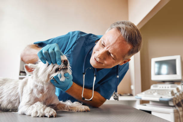 Best Emergency Denture Repair in Dickson, TN